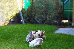 grupo de conejos