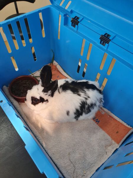 ConeSalud - Conejo enjaulado, cuidado veterinario, bienestar animal, salud de mascotas, clínica veterinaria.