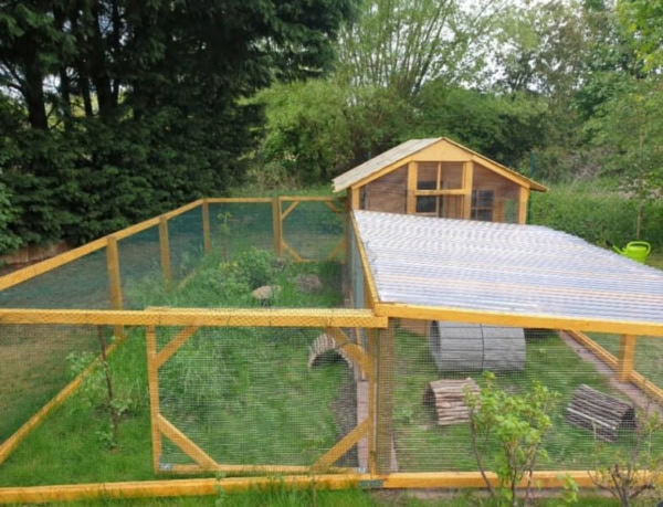 Perdizera de gallinas en madera con protección de malla y cobertizo para refugio interior.