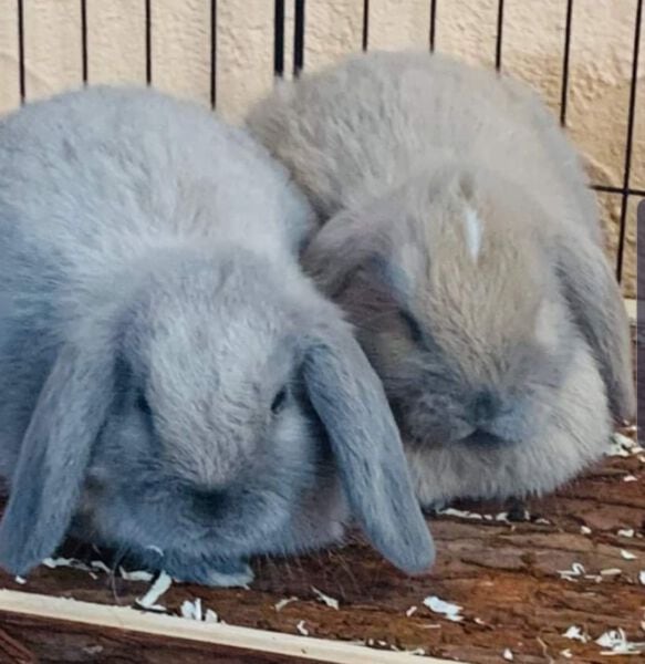 Coelhos de pelo suave en jaula, cuidado y mascotas ideales para tu hogar.
