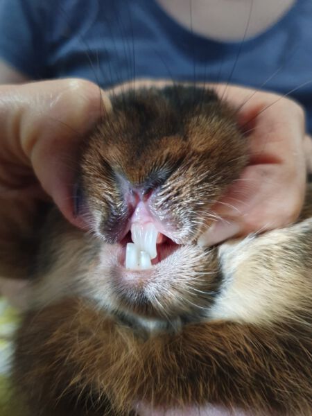 Vet pet care, atención veterinaria a mascotas, salud animal y servicios de clínica veterinaria en Venezuela.