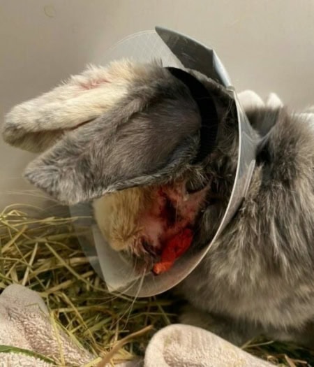 Herida en conejo con collar Elizabethan para protección y recuperación.