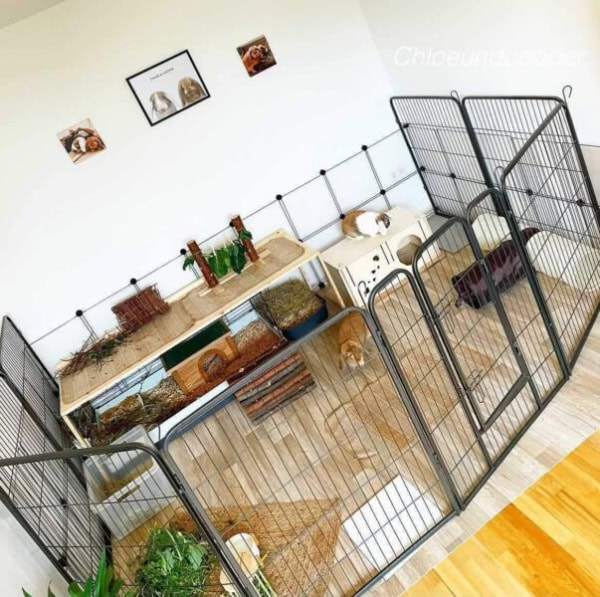 Estantes con accesorios para mascotas en un espacio de cuidado y entretenimiento para animales.