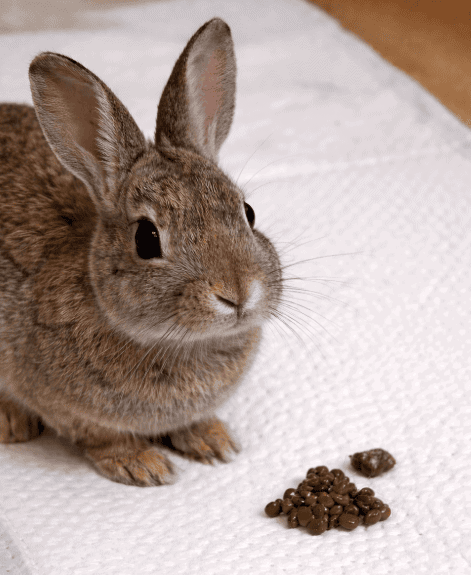 Conejo comiendo alimentos para mascotas, cuidado animal, veterinaria en Venezuela.