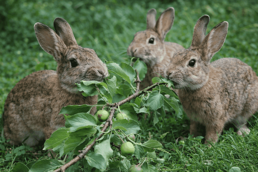 Conejos comiendo hojas y frutas en pradera verde.