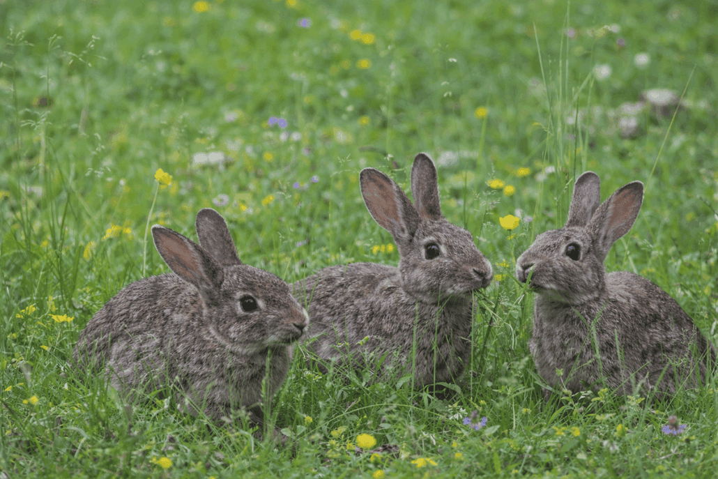 Conejos en pradera verde con flores silvestres, símbolo de naturaleza y bienestar en salud.