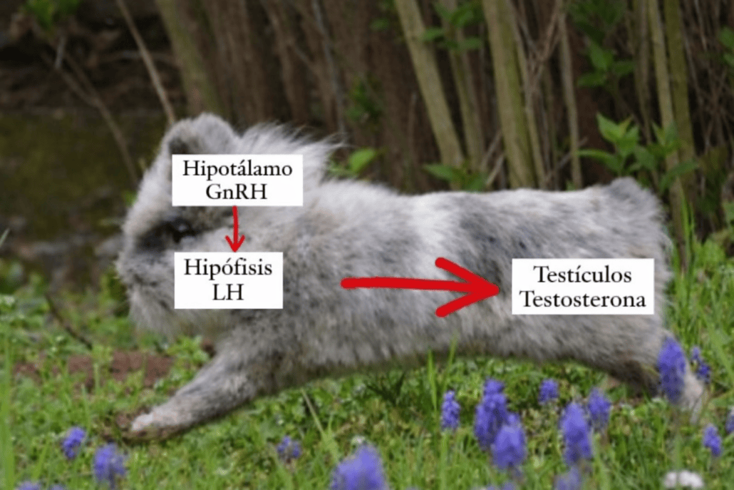 Etiología de trastornos hormonales en conejos.