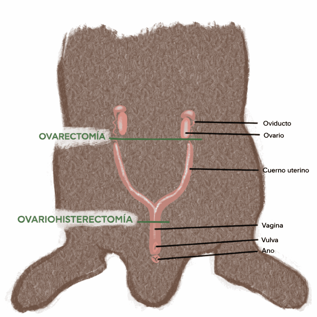 Ovario y útero en conejos, destacando procedimientos quirúrgicos para trastornos hormonales.