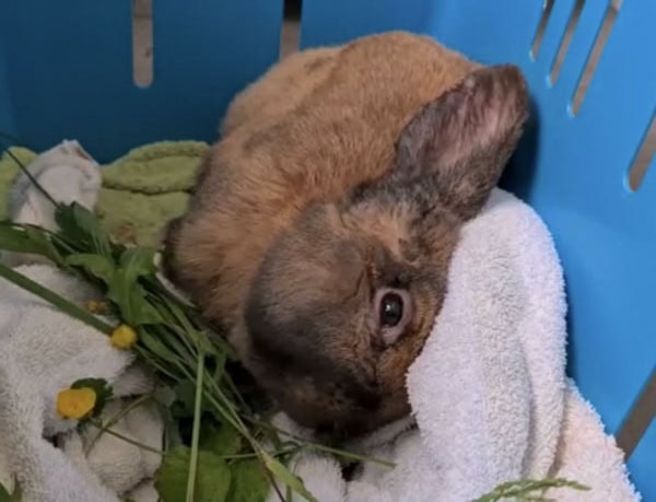 Conejo con síndrome de Floppy Rabbit, un trastorno que afecta la movilidad y postura en conejos.