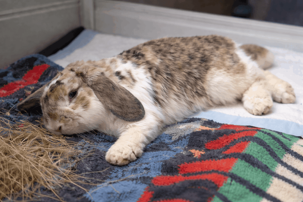 Conejo con síndrome de Floppy Rabbit tumbado en cama, mostrando debilidad en las patas.