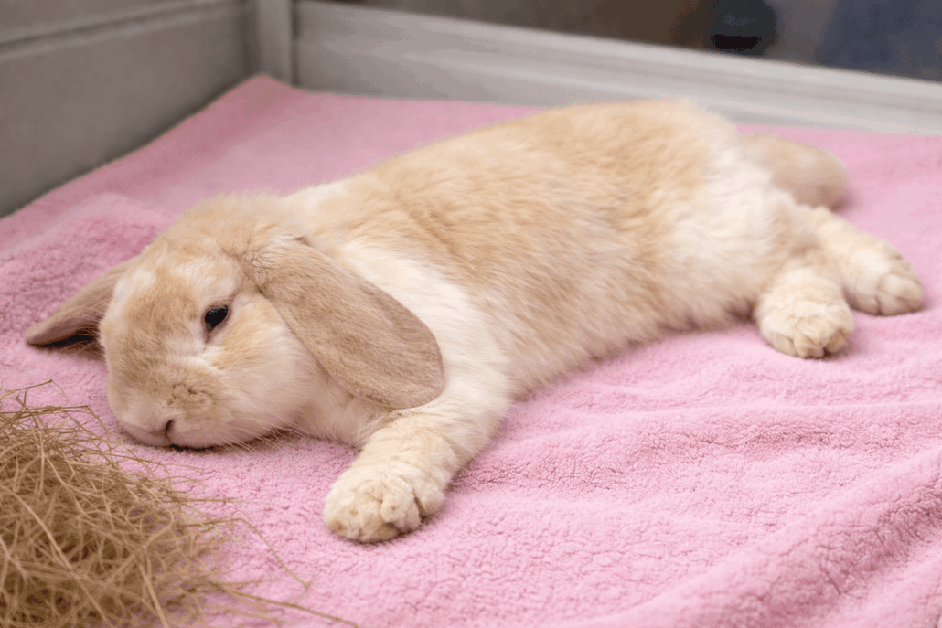 Conejo con orejas caídas en reposo, mostrando síntomas de Floppy Rabbit Syndrome.