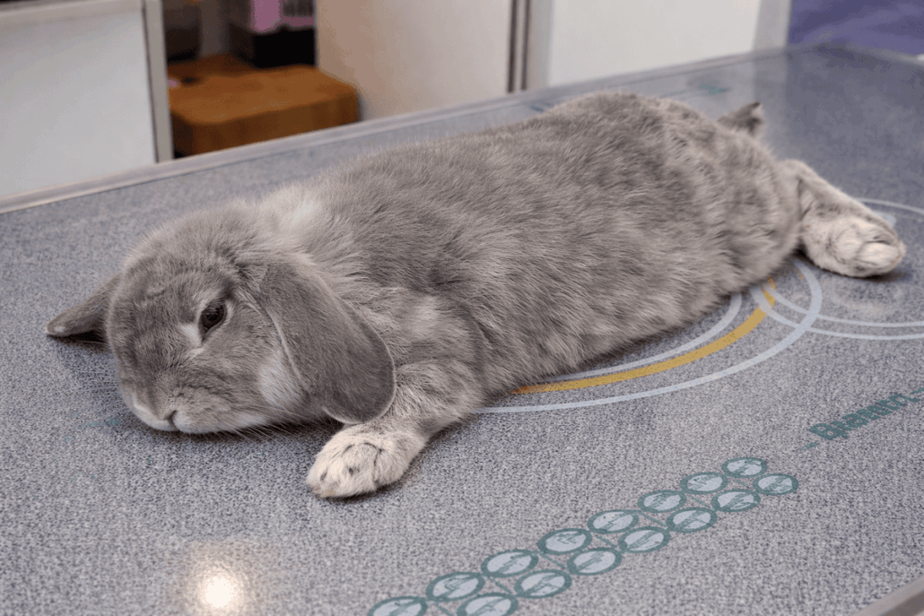 Conejo con síndrome de Floppy Rabbit tumbado en una mesa de consulta veterinaria.