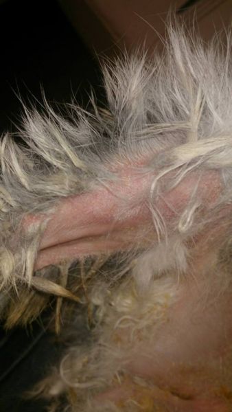 Cola sucia en conejos: cómo limpiar y cuidar su piel adecuadamente.