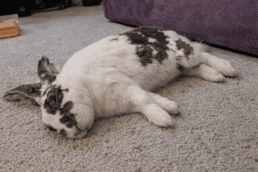 Conejito con síndrome de Floppy Rabbit acostado en el suelo, mostrando síntomas de debilidad en las.