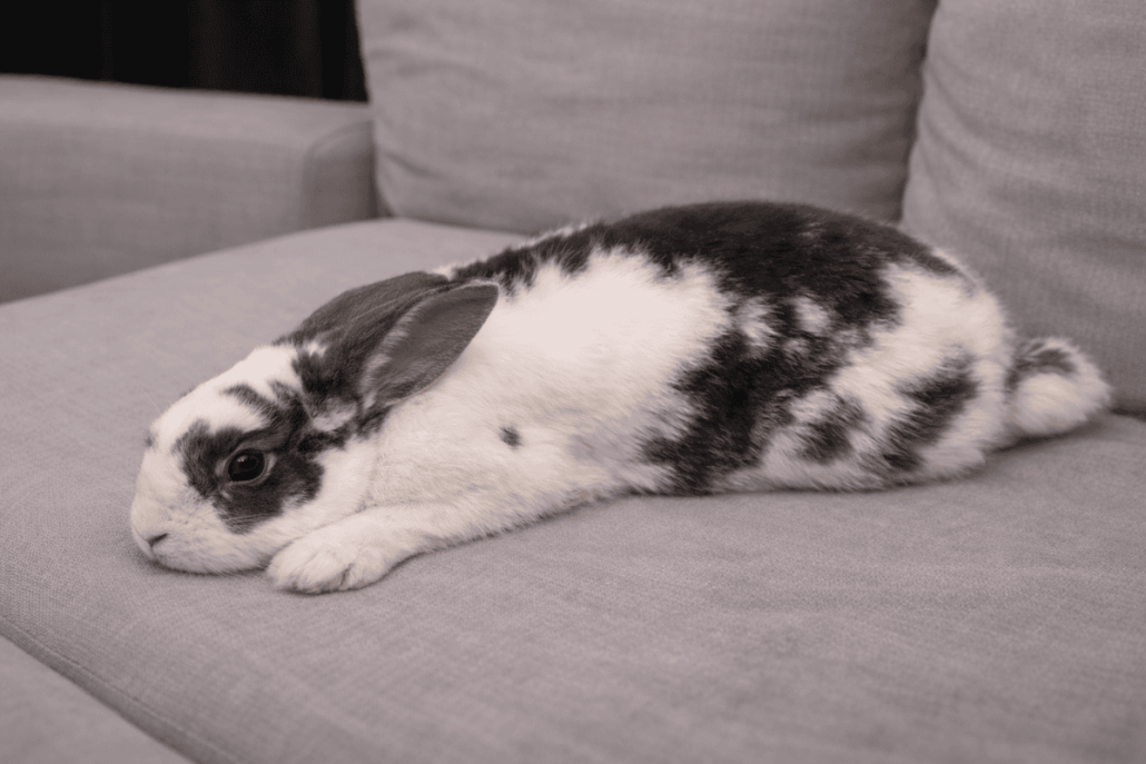 Conejo con síndrome de Floppy Rabbit, postura relajada en sofá.