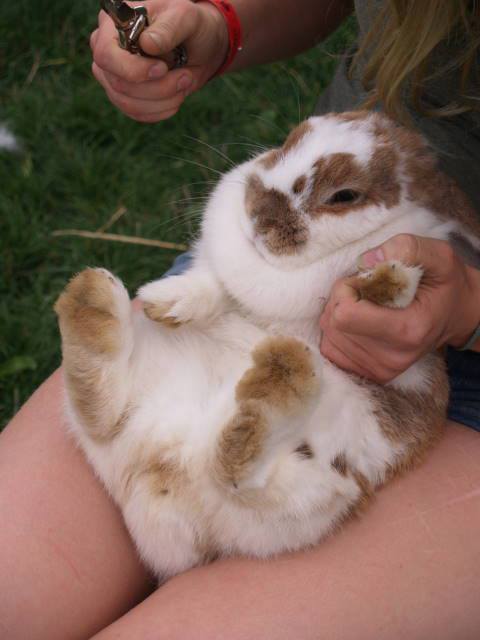 Conejo con cola sucia en cuidados de higiene y piel.