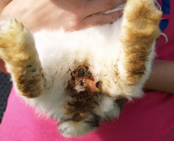 Conejo con cola sucia en un entorno natural, mostrando la importancia de la higiene y cuidados de la.