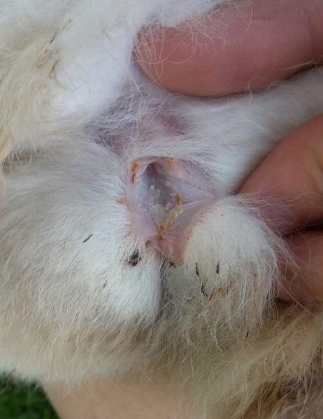 Cola sucia en conejos: cómo limpiar y cuidar la piel afectada.