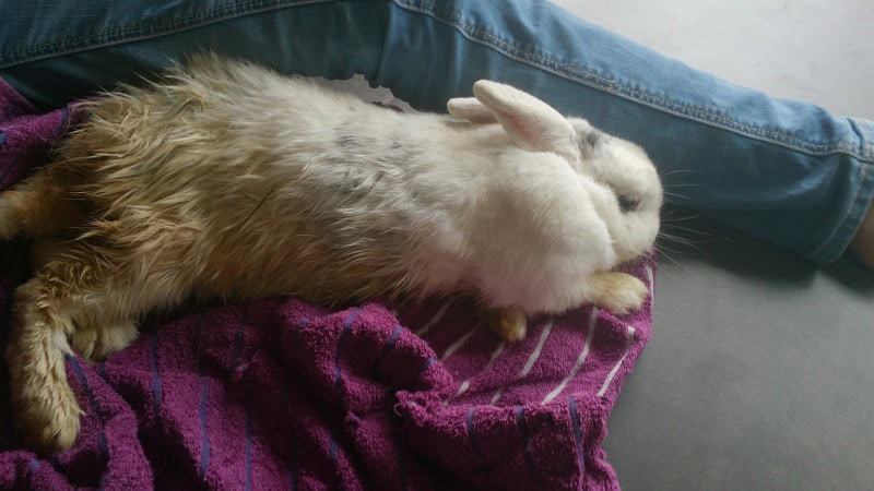 Conejo con cola sucia en un entorno natural, mostrando la importancia de la higiene y cuidados de la.