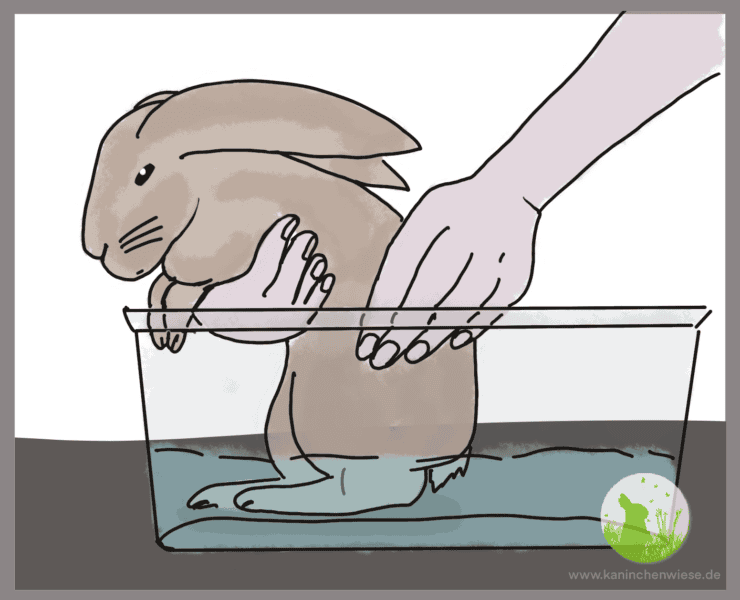 Bañar conejos con cola sucia: pasos y cuidados esenciales para la piel.