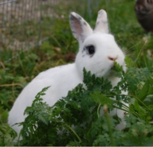 conejo comiendo plantas frescas de pradera