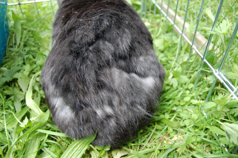 muda fuerte conejos