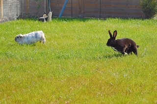 correr conejos 1