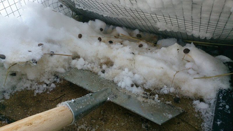 kaninchengehege schnee reinigen eisschaber