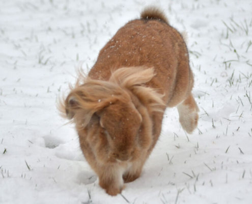 conejos en la nieve invierno
