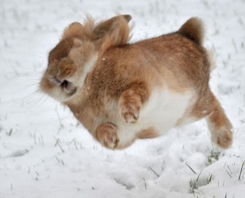 conejos en la nieve invierno3
