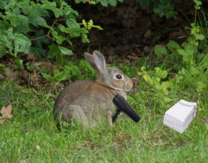 conejo con secador