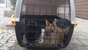 conejos en caja de transporte