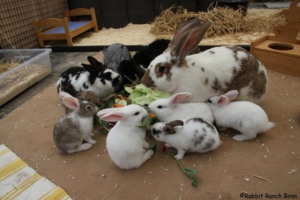 conejos en grupo