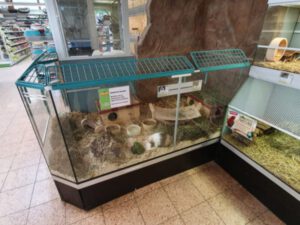 conejos en tienda de animales