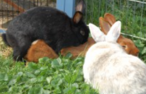 conejos montandose encima del otro