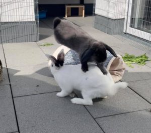 conejos pelea