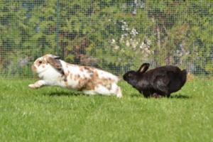 socializacion conejos