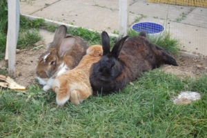 tres conejos