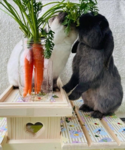 zanahorias conejos
