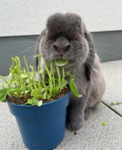 hierbas para conejo