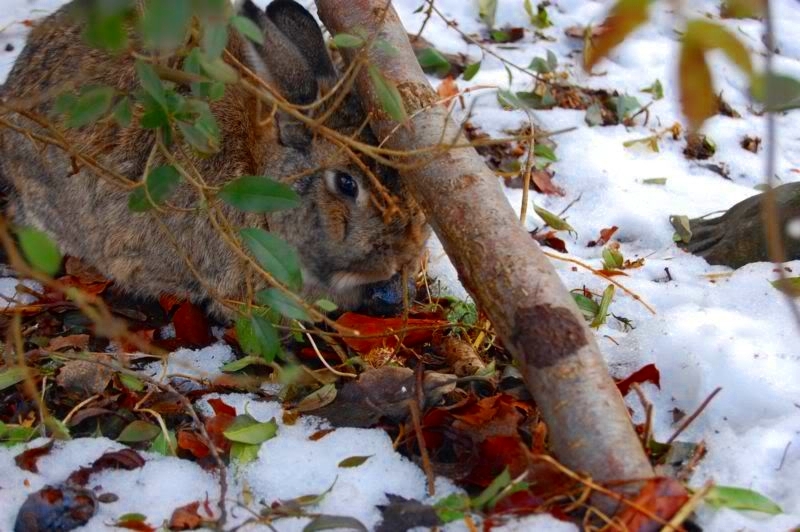 conejo en invierno 1