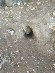 conejo escapa tunel