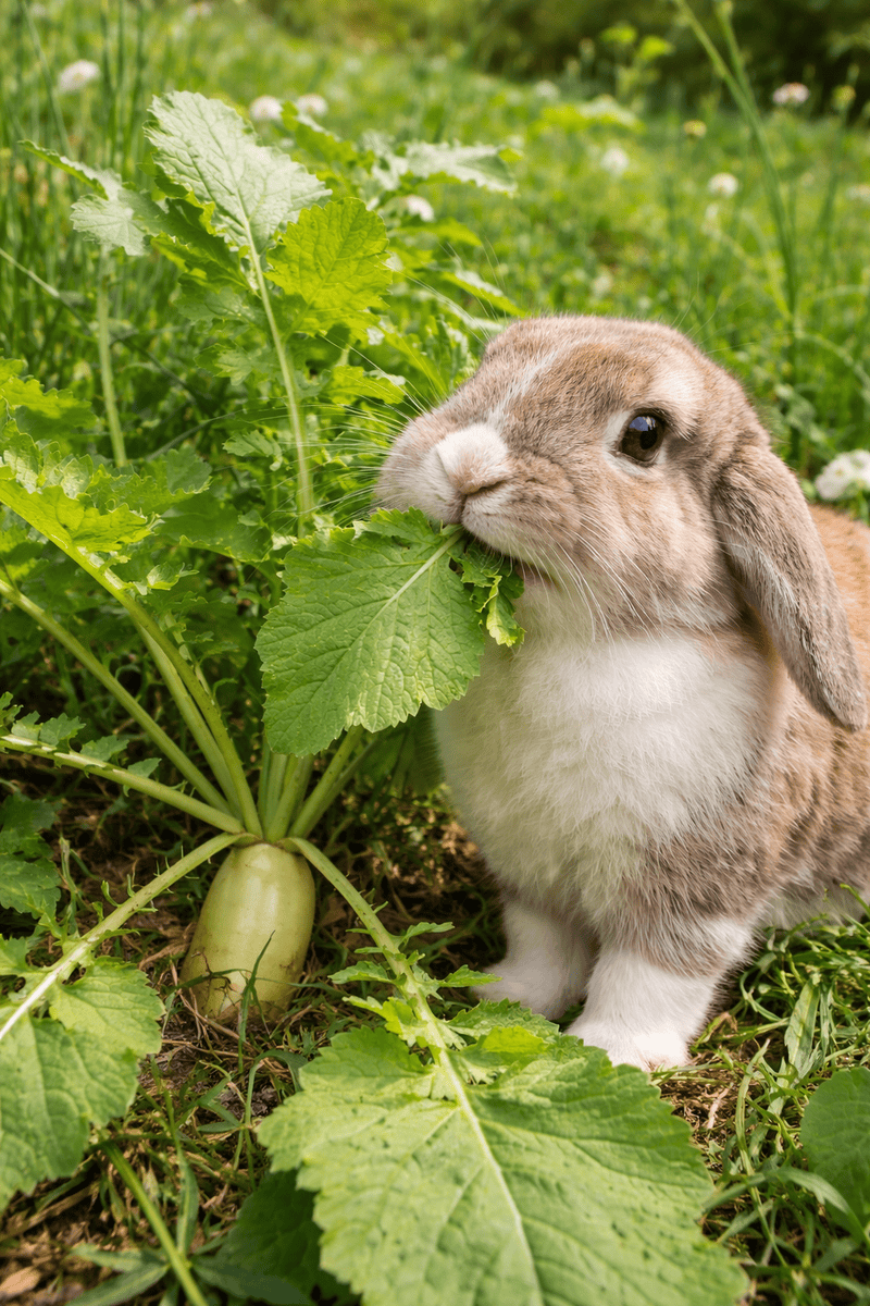 Conejo comiendo hierba en jardín saludable y natural.