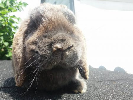 Conejo bebé adorable en ambiente natural.