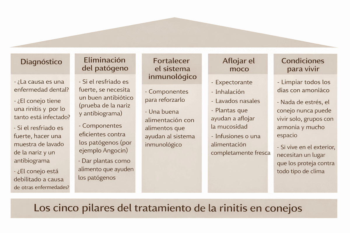 Artritis en conejos, tratamiento natural para aliviar la rinitis en conejos, cuidados y diagnóstico en ConeSalud.
