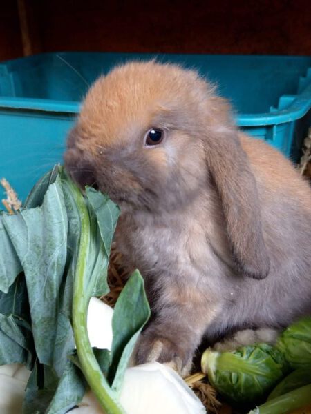 Conejo bebé comiendo vegetales frescos para una dieta saludable en animals, cuidado de mascotas, bienestar animal.