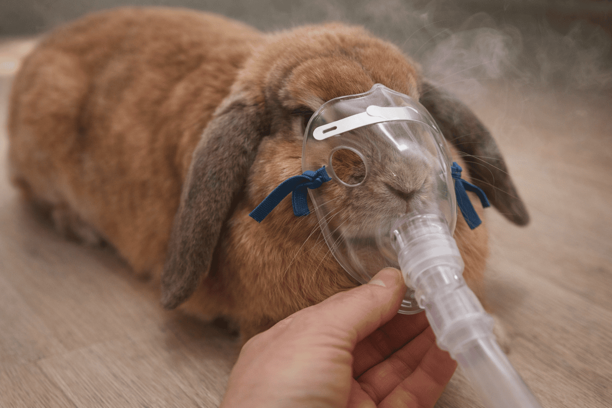 Dálmata con máscara de oxígeno para mascotas en cuidado veterinario.