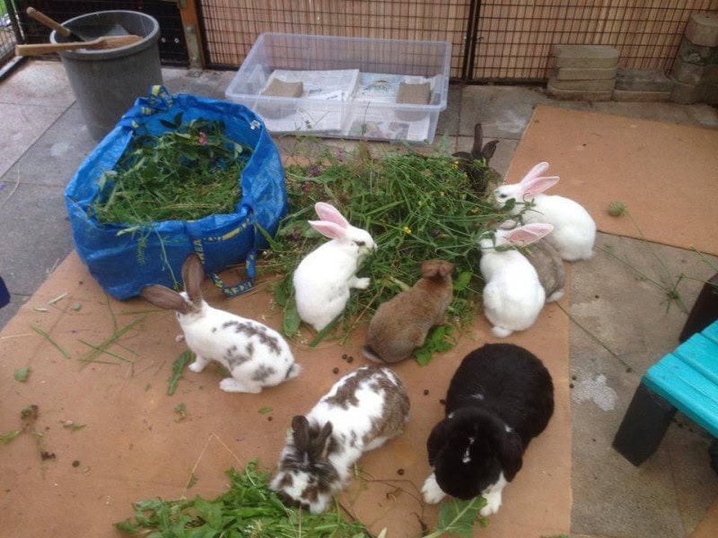 Conejos comiendo hierba fresca en espacio de cuidado animal, ambiente tranquilo y natural.