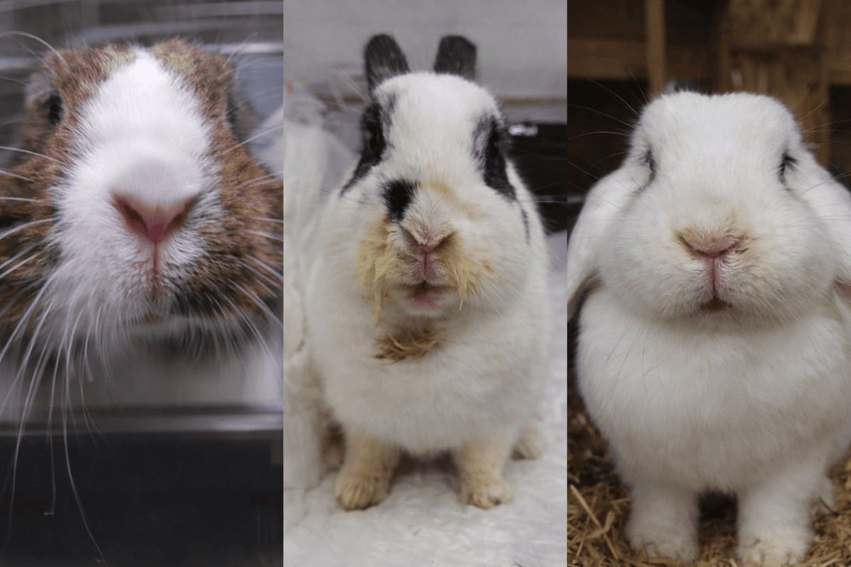 1. Cerdos y conejos de granja para producción y salud animal en Venezuela.