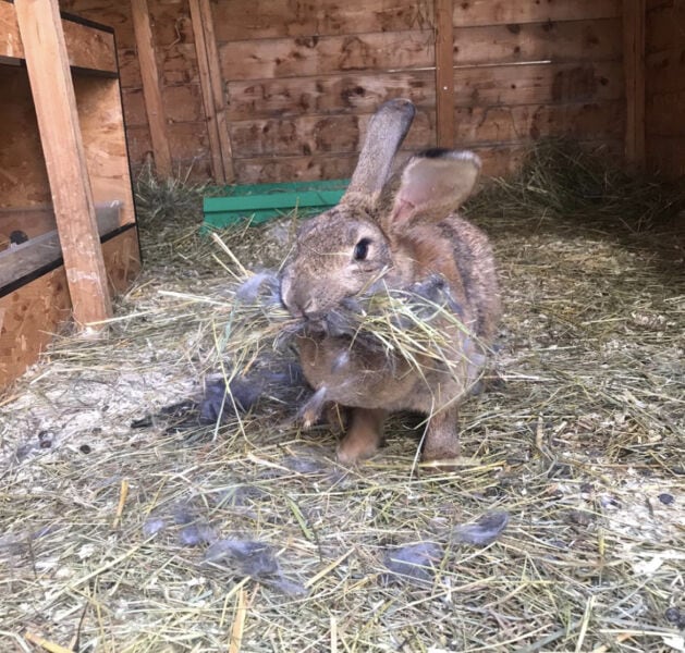 Conejo comiendo heno en su jaula, posible signo de problemas hormonales.